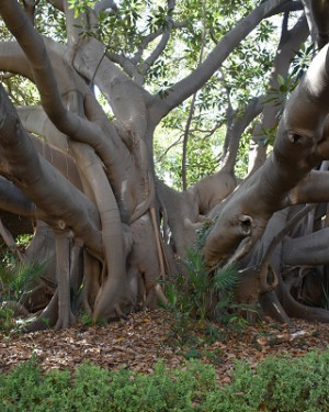 Foto Ficus di Villa Malfitano
