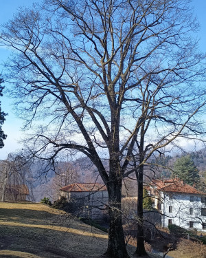 Foto Quercia rossa di Villa Piazzo