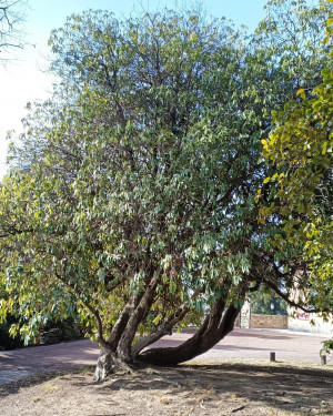 Foto Rododendro di Villa Piazzo