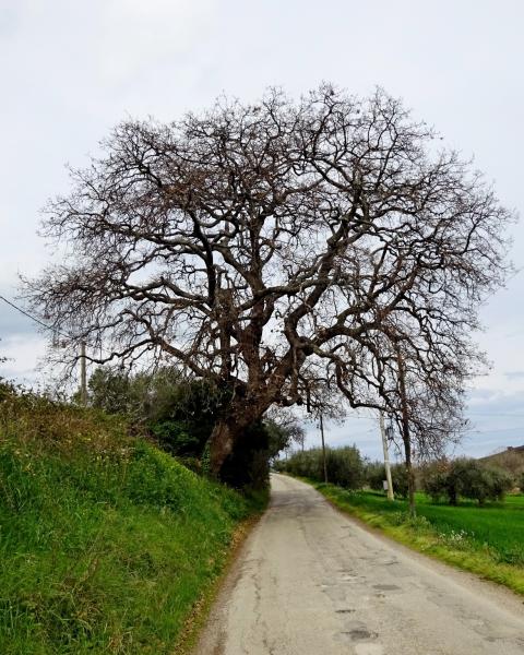 La roverella di Valloscura in versione invernale in una immagine di Valido Capodarca