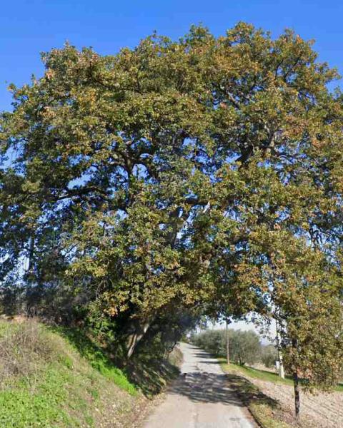La Quercia di Valloscura, con l'ampia chioma e in abito tardo autunnale, in una foto tratta da Google Maps