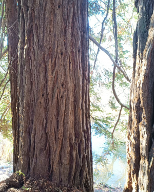 Foto Sequoia sempreverde