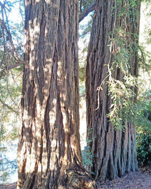 Foto Sequoia sempreverde