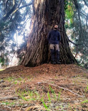 Foto Sequoia gigante