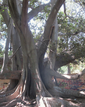 Foto Ficus di Villa Bellini
