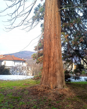 Foto Sequoia gigante