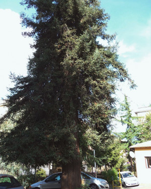 Foto Sequoie dell'Ospedale Spolverini