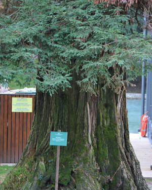 Foto Sequoia di Villa dei Cedri