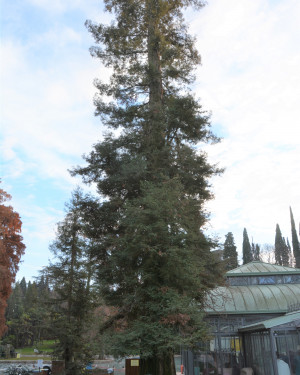 Foto Sequoia di Villa dei Cedri