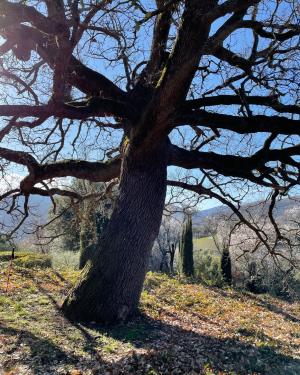 Foto Quercia della Pieve