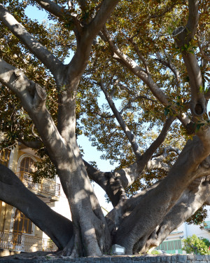 Foto Ficus di Piazza del Capo
