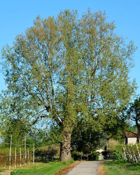Platano di San Pier Laguna (foto Fontana Elia)
