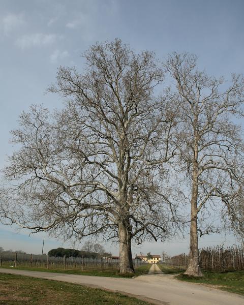 I Plati di via Serra, Palazzè; l'esemplare N. 1 a sinistra; il N. 2 a destra nella foto;