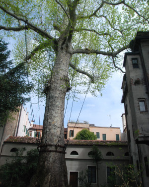Foto Platano di Palazzo Papafava