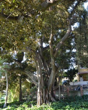 Foto Ficus della Baia di Moreton