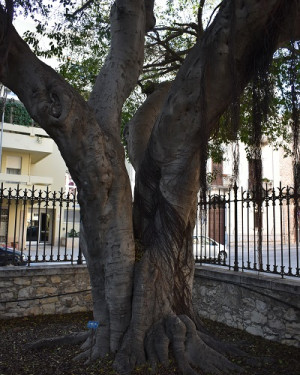 Foto Ficus ginseng 1 di Villa Margherita