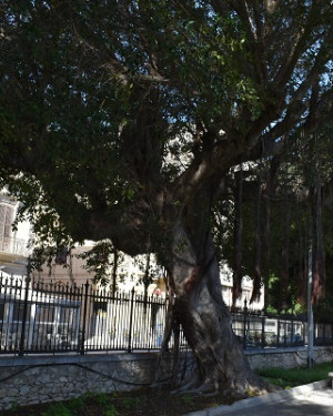Foto Ficus ginseng 2 di Villa Margherita
