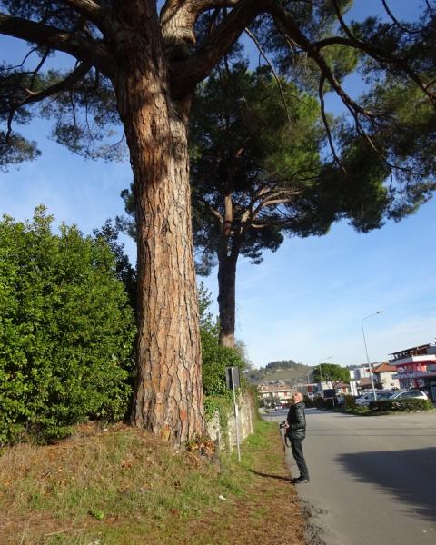 Il pino di Villa Alvitreti in una foto recente di Valido Capodarca
