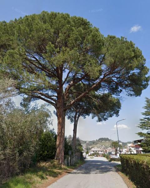 Il grande pino de Lu Battente come appare dalle immagini a terra di Google Maps Street view