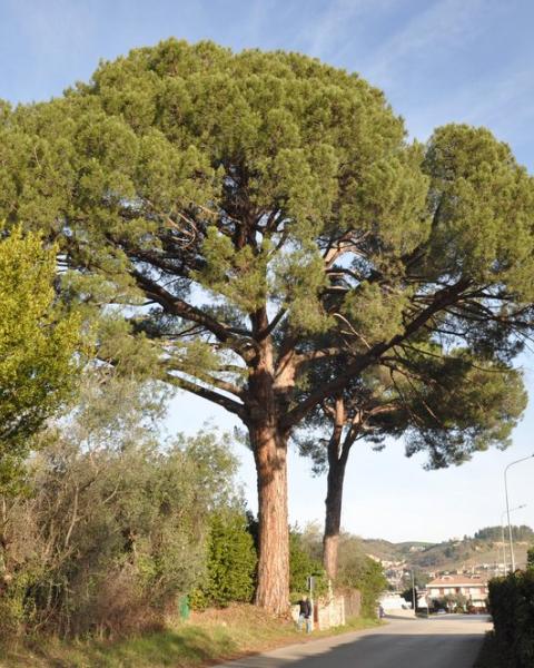 Il pino di Villa Alvitreti in una foto di Valido Capodarca nella quale si scorge anche il secondo esemplare più piccolo