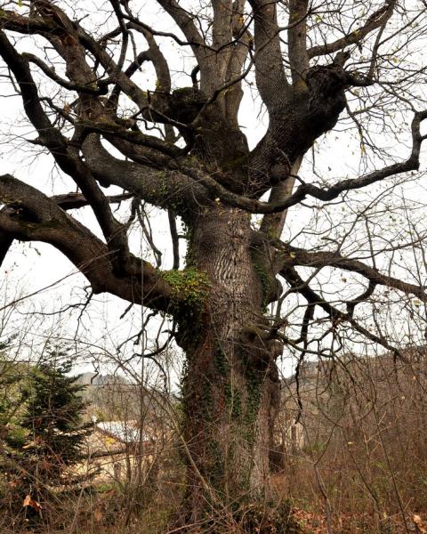 il poderoso tronco della Quercia di Corneto, foto di Valido Capodarca