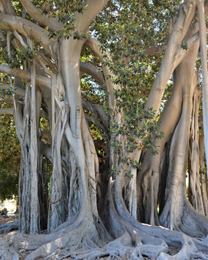 Foto Ficus di Piazza Marina