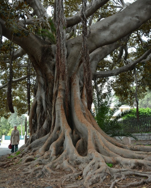 Foto Ficus dei Giardini Nobel n.2