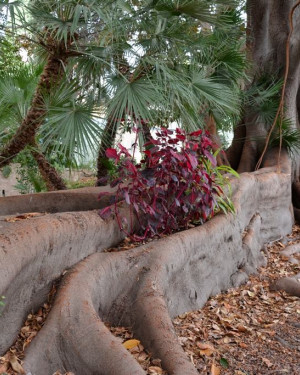 Foto Ficus della scalinata - 2