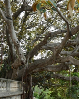 Foto Ficus di Villa Ormond