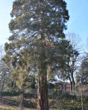 Foto Sequoia gigante del parco di Salice Terme