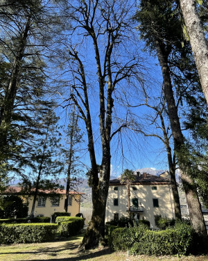 Foto Tiglio del Parco di Villa Turri
