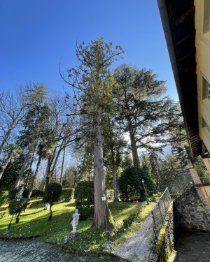 Foto Criptomeria japonica del Parco di Villa Turri
