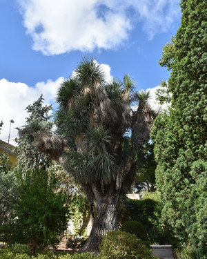 Foto Yucca di Villa Adragna