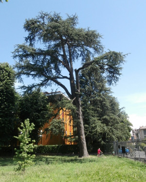 Foto Cedro del Parco Scaccabarozzi.