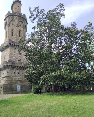 Foto La Magnolia della Torre Torrigiani