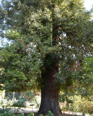 Foto Sequoia dell'Arboreto del Granduca