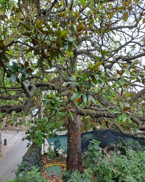 Foto Magnolia di villa Bonini