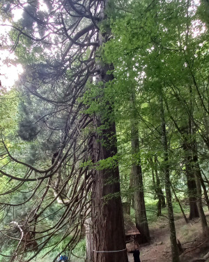Foto Sequoia della Lama