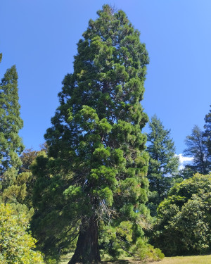 Foto La Sequoia della Dynamo Camp