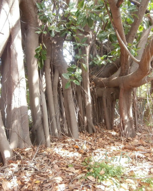 Foto Ficus da Cattèra