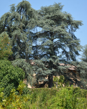 Foto Cedro di Villa Peirano