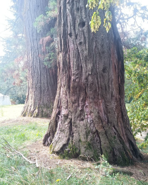 Foto Sequoia di Villa Caccia 2/3