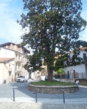 Foto Magnolia di Romagnano