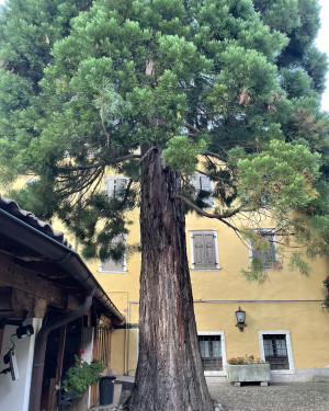 Foto Sequoia di Casa Galvan