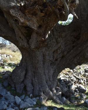 Foto Acero di monte