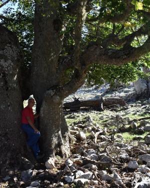 Foto Acero di monte