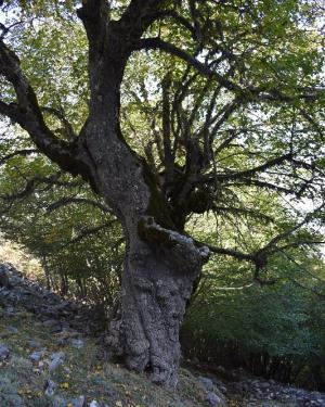 Foto Acero di monte della Valle degli Aceri