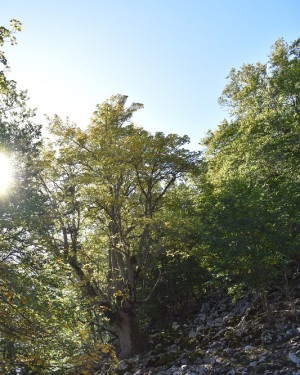 Foto Acero di monte della Valle degli Aceri