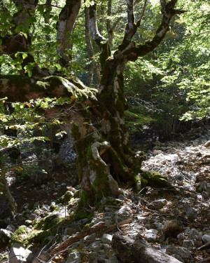 Foto Acero di monte tricormico della Valle degli Aceri