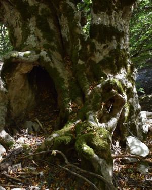 Foto Acero di monte tricormico della Valle degli Aceri